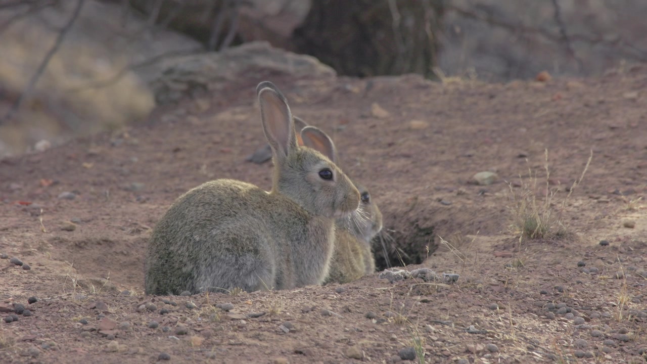 Conejos sentados frente a una madriguera en el Parque Nacional Flinders Ranges en Australia del Sur, especie invasora.