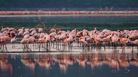 large flock of lesser flamingos walking and eating during dawn in lake bogoria, kenya, africa