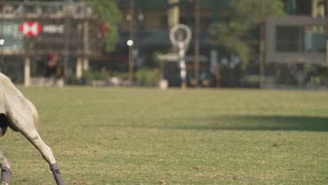 Jinete-En-Posesión-De-Pelota-De-Cuero-De-Pato---Juego-Ecuestre-Y-Deporte-Nacional-De-Argentina