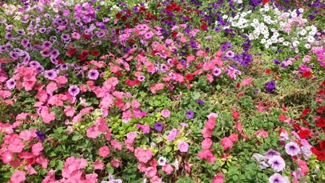 las hermosas flores y camas de hierba de cameron highlands, malasia.