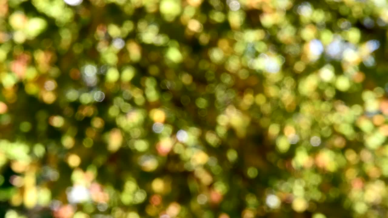 hojas verdes borrosas con fondo abstracto bokeh