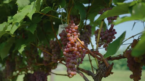 uvas que crecen en una vid en una granja de viñedos para hacer vino