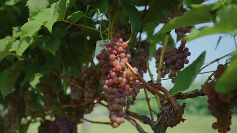 grapes growing on a grapevine in a vineyard farm to make wine