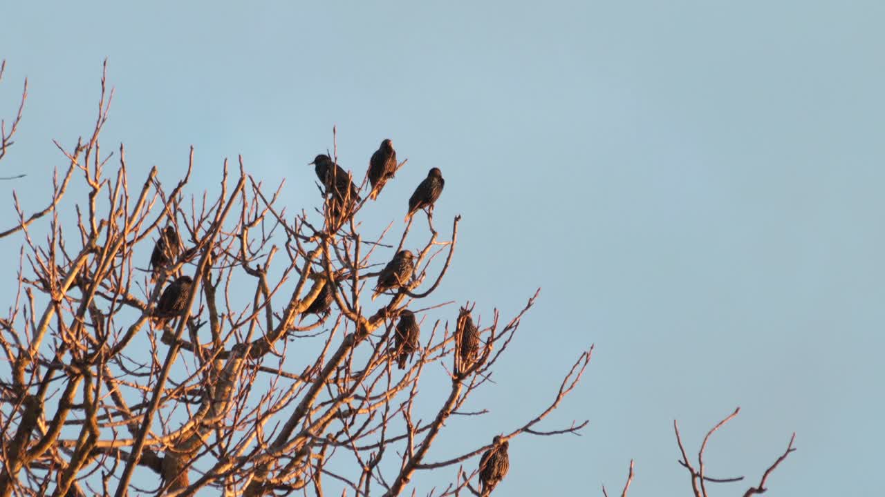 un montón de pequeños pájaros negros estorninos en el árbol sin hojas, tiro medio día hora del atardecer hora dorada, maffra, victoria, australia