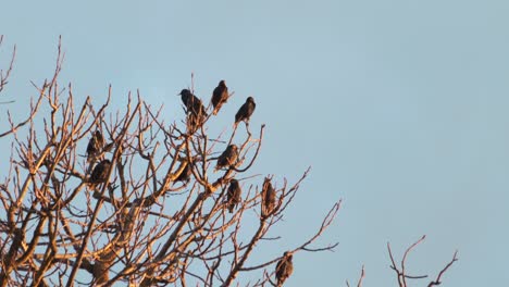 Viele-Kleine-Schwarze-Starvögel-Auf-Einem-Baum-Ohne-Blätter,-Mittlere-Aufnahme-Tagsüber,-Sonnenuntergang,-Goldene-Stunde,-Maffra,-Victoria,-Australien