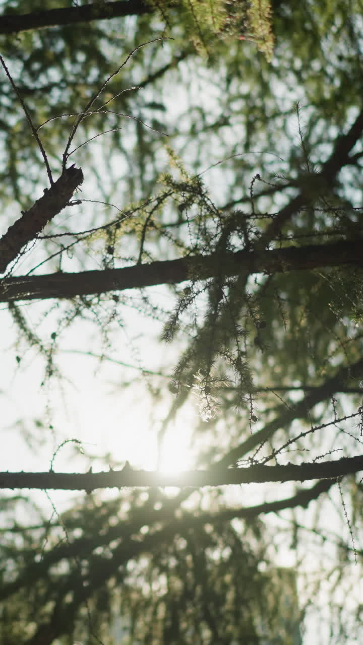 Close-up of tree branches and leaves, sunlight filtering through creating beautiful effects, highlighting vibrant greens and creating a red hue in sunlight