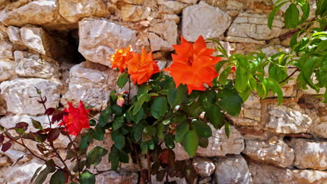 Zoom-in-shot-of-orange-rose-flower-in-Chlemoutsi-Castle-Museum,-Greece-on-a-sunny-day