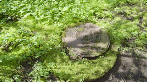 old iron manhole lid almost overgrown by grass in city