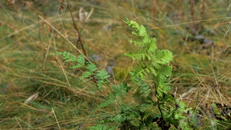 green fern leaves swaying in wind, pine tree forest in autumn, autumn season concept, shallow depth of field, mystical forest background, medium closeup shot