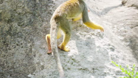 Tracking-Squirrel-Monkey--Climbing-Rock-in-Slow-motion