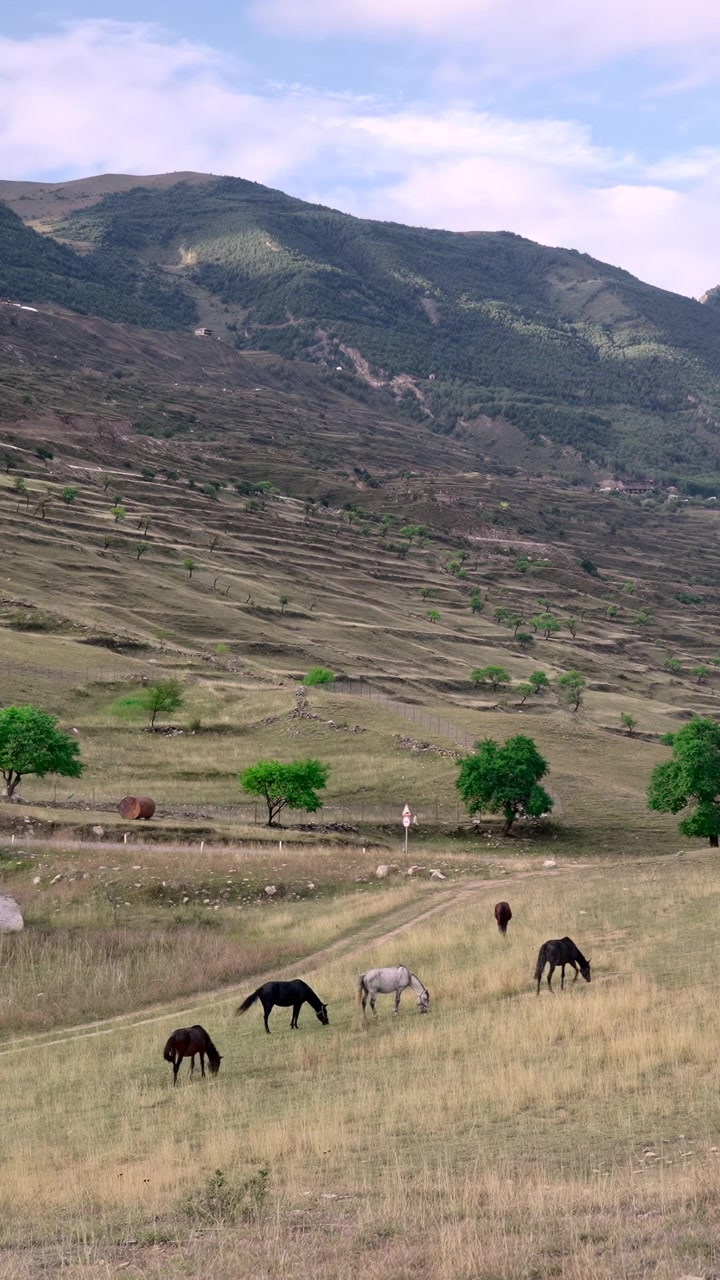 Cavalli al pascolo in una valle di montagna, ampia ripresa diurna con drone che mostra cavalli marroni e neri che si nutrono di erba secca.