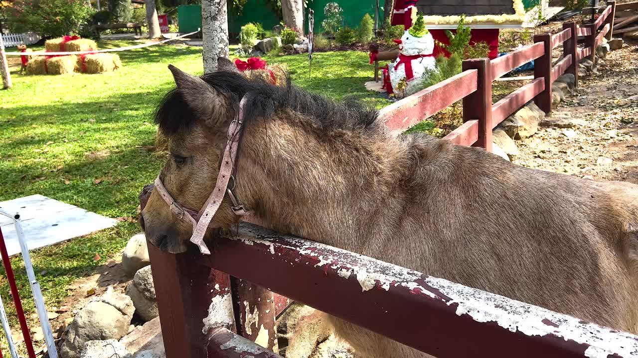 caballo kiso interactuando con su entorno