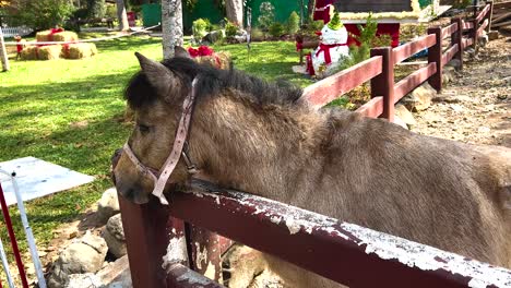 kiso horse interacting with its environment