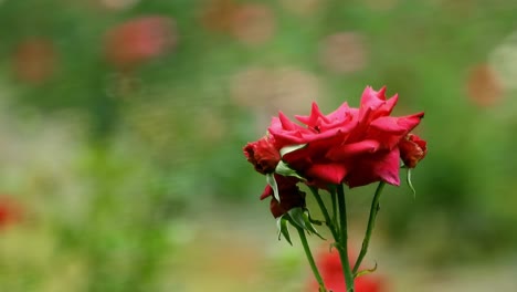 Einzelne-Rote-Rosenblüte-Im-Hintergrund-Des-Rosengartens