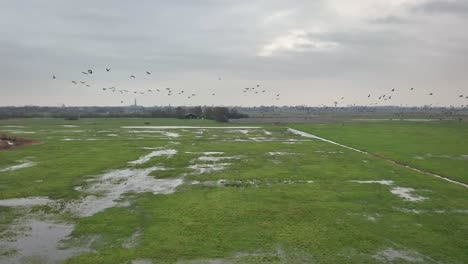 Toma-Aérea-En-Cámara-Lenta-De-Una-Bandada-De-Pájaros-Volando-Sobre-Un-Campo-Verde-Empapado-En-Un-Día-Nublado