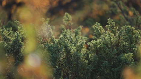 a close-up parallax shot of the evergreen creeping shrubs in the autumn tndra