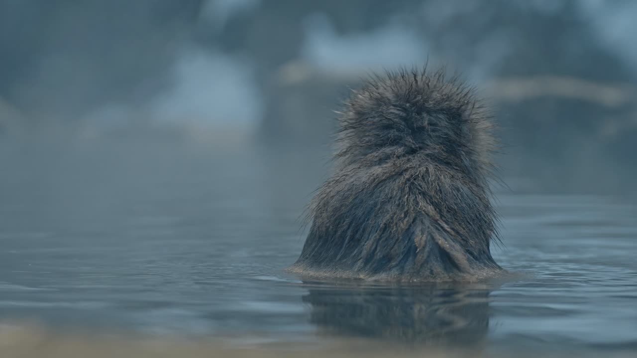 A Japanese snow monkey relaxes in the warm volcanic waters of an onsen, surrounded by a beautiful snowy landscape in Jigokudani, Japan.