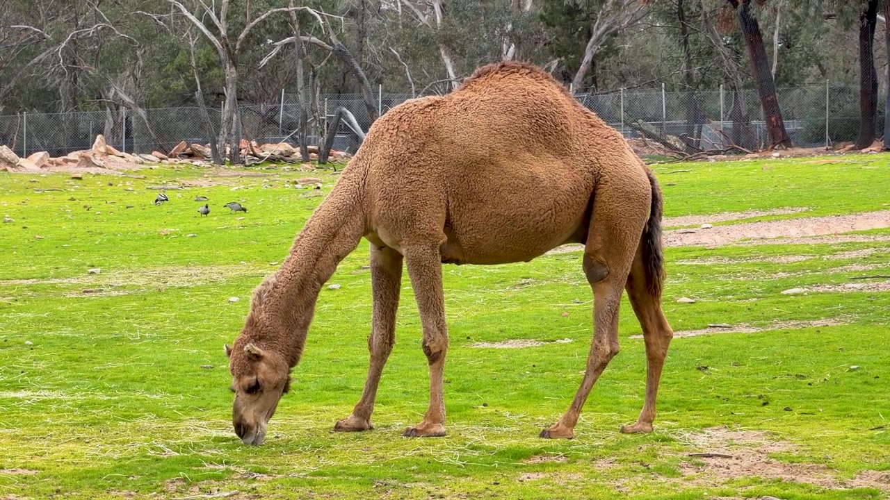 Dubbo, Avustralya'da okaliptüs ağaçlarıyla çevrili çimenli bir padokta otlayan tek hörgüçlü bir deve