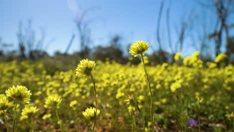 pan a través del campo de flores silvestres nativas amarillas que se balancean suavemente, australia occidental
