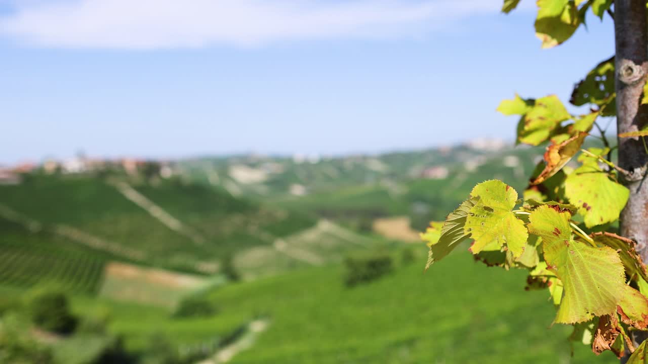 포도원 배경과 함께 잎의 클로즈업