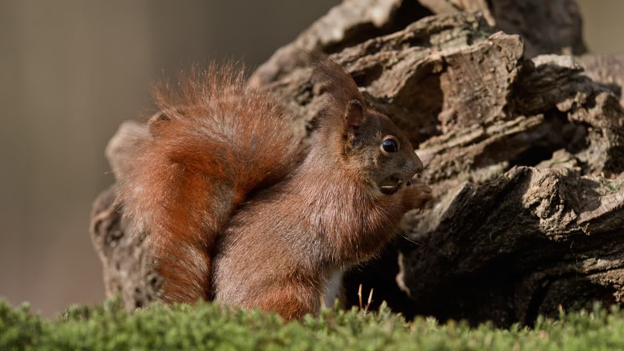 Cute squirrel eating in a forest in Clinge, Zeeland, filmed in super slow motion