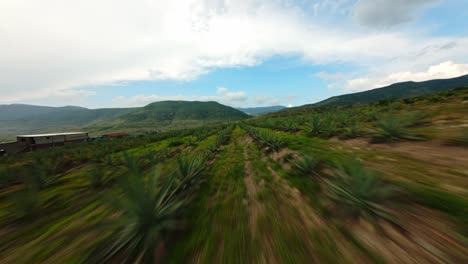 fpv dynamic drone shot of agave fields in oaxaca at a cloudy day