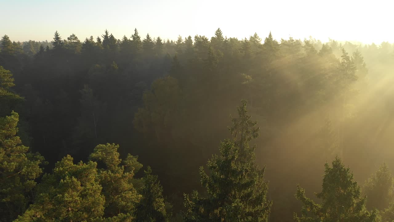 vista aérea de drones del bosque temprano en la mañana