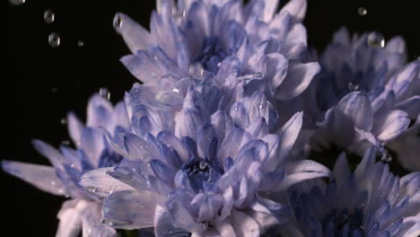 el agua cae sobre las flores frescas