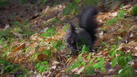 adorable ardilla gris euroasiática o ardilla de abert rastrilla hojas caídas y agujas de pino para encontrar comida y comer - primer plano, busan, corea del sur