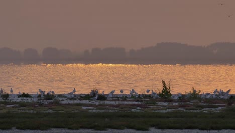 shoreline with seagulls and red lake reflection at sunset, medium