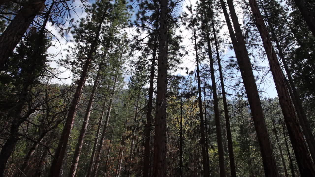Video Panoramico Albero 00