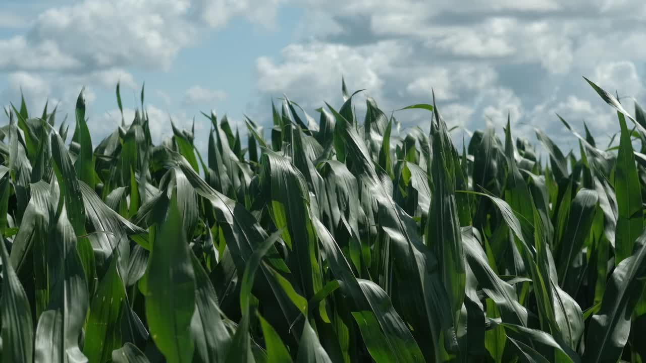 hojas de maíz verdes balanceándose en el viento en la luz del sol contra el cielo, cámara lenta