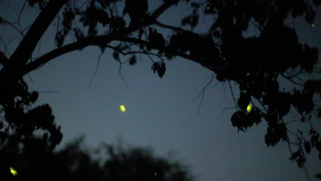 glowing fireflies flying at night under a tree with sky and synchronous flashing display yellow color