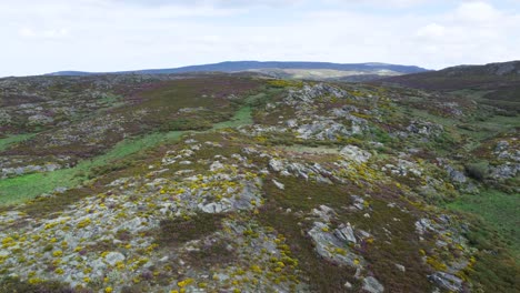 Gelbe-Wildblumensträuße-Aus-Buschsträuchern-Punktieren-Die-Landschaft-über-Den-Zamora-Bergen-In-Spanien