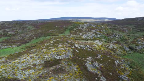 ramos de flores silvestres amarillas de arbustos salpicados de paisaje por encima de las montañas de zamora en españa