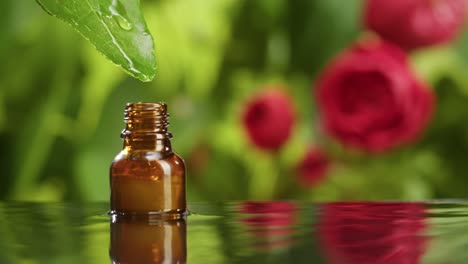 dripping oil from leaf into bottle close-up, plant juice. making aroma serum on green background. dropping liquid floral extract, skincare routine, treatment spa concept. traditional medicine