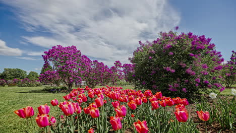 Landschaftspark-Mit-Wunderschönen-Tulpen-Und-Bunten-Bäumen