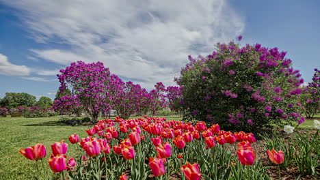 parque paisajístico con hermosos tulipanes y árboles coloridos