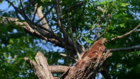 White-vented-Myna,-Acridotheres-Grandis,-Khao-Yai,-Thailand