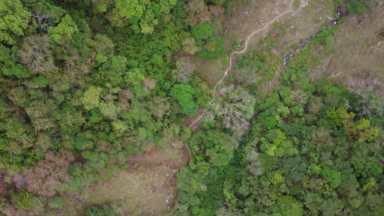un bosque exuberante en toda su belleza natural