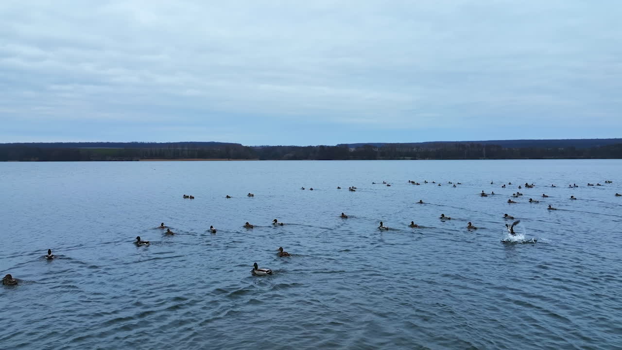 Big group of mallard ducks scattered over the surface of dark lake. Autumn season waters with duck flock.