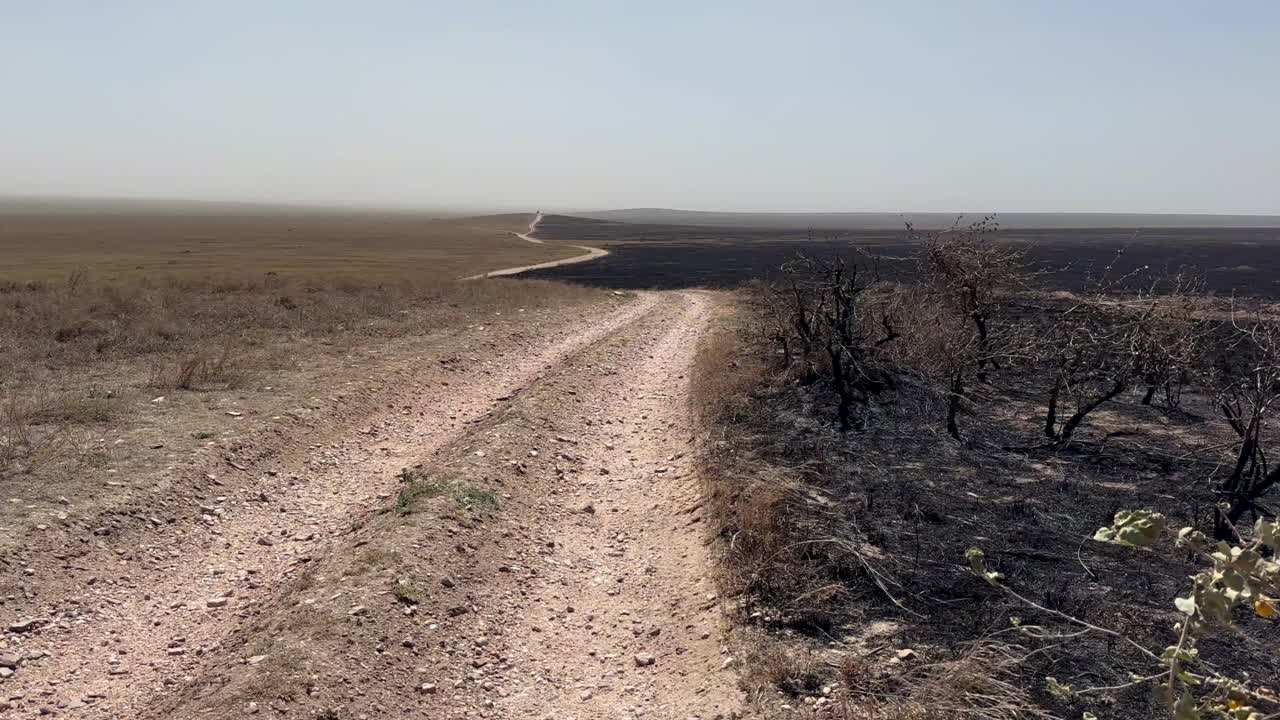 Distesa di erba bruciata su un lato della strada, il giorno dopo un incendio nel Parco nazionale del Serengeti, Tanzania.