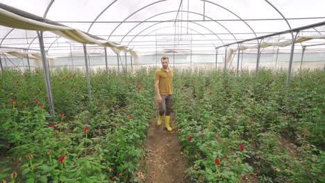 Red-Rose-seedlings-in-the-greenhouse.