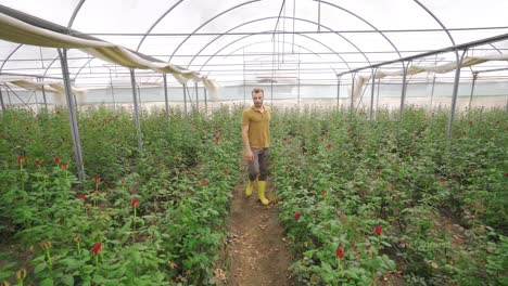 plantas de rosas rojas en el invernadero.