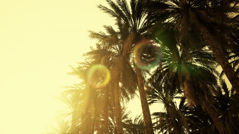 Underside-of-the-coconuts-tree-with-clear-sky-and-shiny-sun