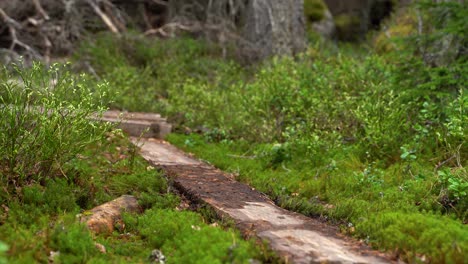 woman walks across a plank in the forest