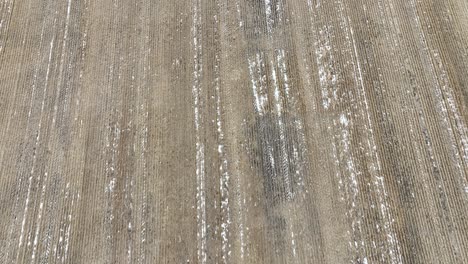 Harvested-wheat-field-in-the-middle-of-winter-with-very-little-snow-cover