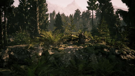 dense danish forest landscape in daylight