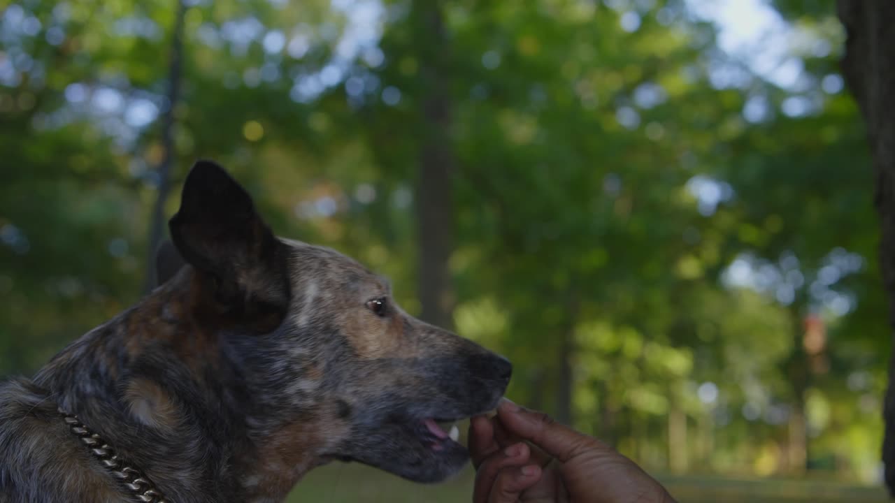 A speckled dog attentively watches a hand holding a treat during a training session in a peaceful, wooded park setting.