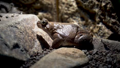 dhofar toad or oman toad (duttaphrynus dhufarensis) sits on the rock near a pond in the middle east.